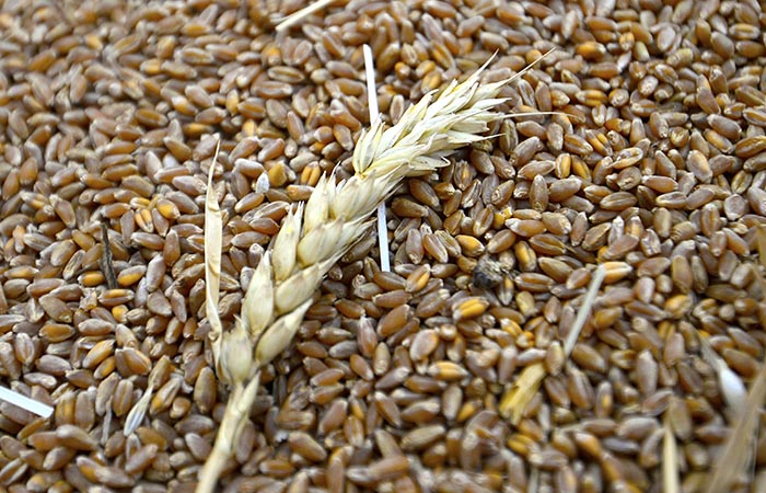 Закупки зерна в госфонд РФ начнутся 1 августа