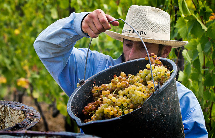 Минсельхоз пообещал увеличить почти в 1,5 раза финансирование виноградарства и виноделия