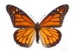 Что такое бабочки? Руководство по их характеристикам и жизненному циклу