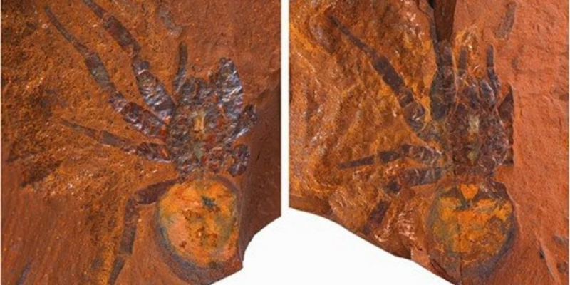 Майже динозавр. В Австралії знайшли законсервованого доісторичного павука