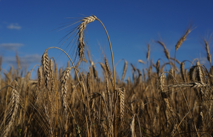 Экспортную пошлину на пшеницу из РФ с 21 сентября снизили до 2668 рублей за тонну