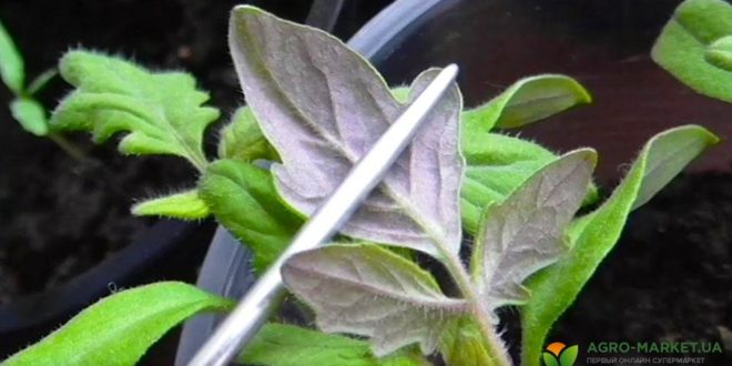 Выращивание фиолетовой рассады томатов